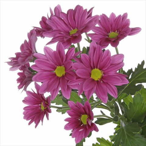 Photo de variété de fleurs à utiliser comme: Pot et Plante à massif Chrysanthemum Asenka Splendid