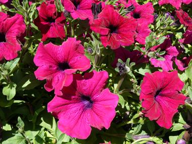 Photo de variété de fleurs à utiliser comme: Suspension / pot Petunia pendula Planet New Purple