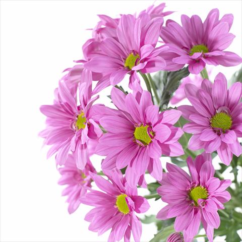 Photo de variété de fleurs à utiliser comme: Pot et Plante à massif Chrysanthemum Asenka