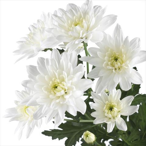 Photo de variété de fleurs à utiliser comme: Pot et Plante à massif Chrysanthemum Baltica