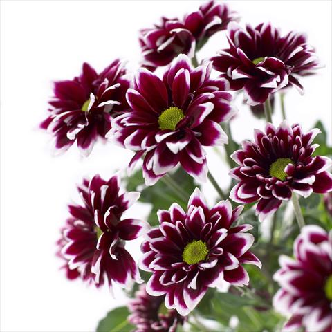 Photo de variété de fleurs à utiliser comme: Pot et Plante à massif Chrysanthemum Barletta