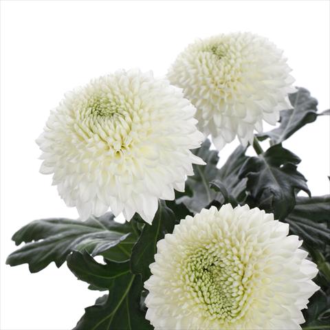 Photo de variété de fleurs à utiliser comme: Pot et Plante à massif Chrysanthemum Boula