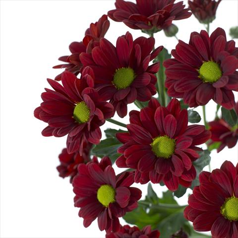Photo de variété de fleurs à utiliser comme: Pot et Plante à massif Chrysanthemum Cayenne
