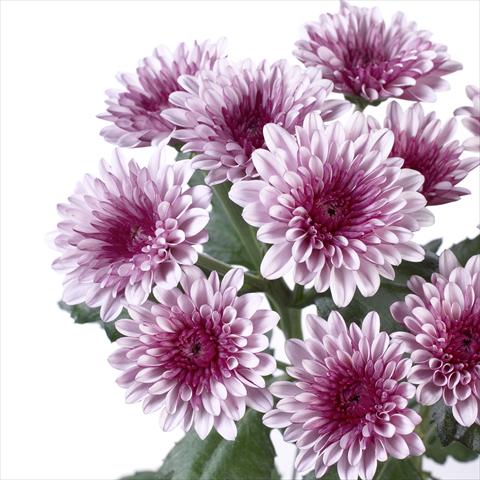 Photo de variété de fleurs à utiliser comme: Pot et Plante à massif Chrysanthemum Cefalu
