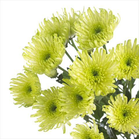 Photo de variété de fleurs à utiliser comme: Pot et Plante à massif Chrysanthemum Delianne Green