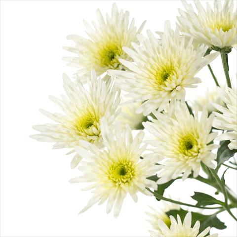 Photo de variété de fleurs à utiliser comme: Pot et Plante à massif Chrysanthemum Delianne White