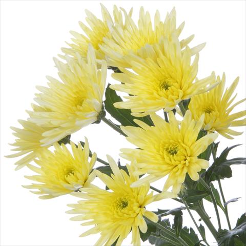 Photo de variété de fleurs à utiliser comme: Pot et Plante à massif Chrysanthemum Delianne Yellow