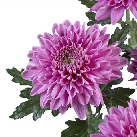 Photo de variété de fleurs à utiliser comme: Pot et Plante à massif Chrysanthemum Desna