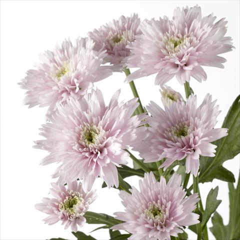 Photo de variété de fleurs à utiliser comme: Pot et Plante à massif Chrysanthemum Diantha
