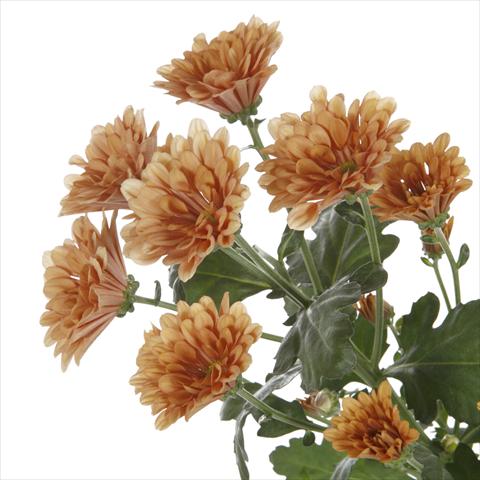 Photo de variété de fleurs à utiliser comme: Pot et Plante à massif Chrysanthemum Dublin Dark Orange