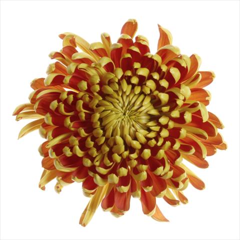 Photo de variété de fleurs à utiliser comme: Pot et Plante à massif Chrysanthemum Fuego