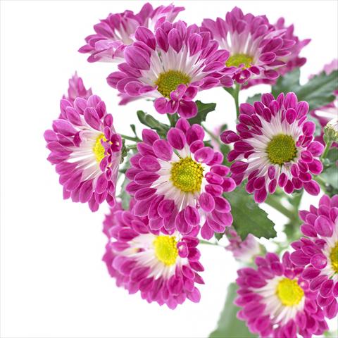 Photo de variété de fleurs à utiliser comme: Pot et Plante à massif Chrysanthemum Hastings