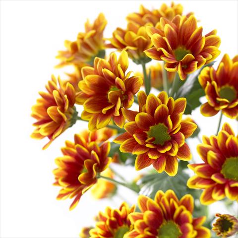 Photo de variété de fleurs à utiliser comme: Pot et Plante à massif Chrysanthemum Kastelli