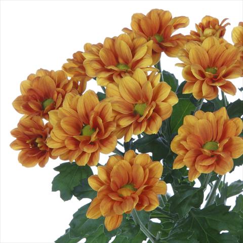 Photo de variété de fleurs à utiliser comme: Pot et Plante à massif Chrysanthemum Managua Orange