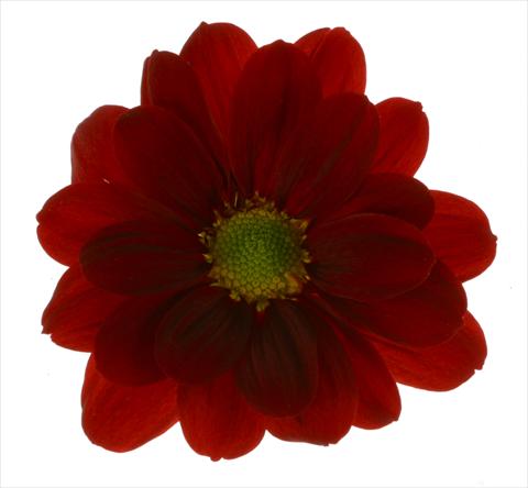 Photo de variété de fleurs à utiliser comme: Pot et Plante à massif Chrysanthemum Managua Red