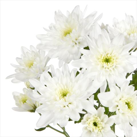 Photo de variété de fleurs à utiliser comme: Pot et Plante à massif Chrysanthemum Milano White