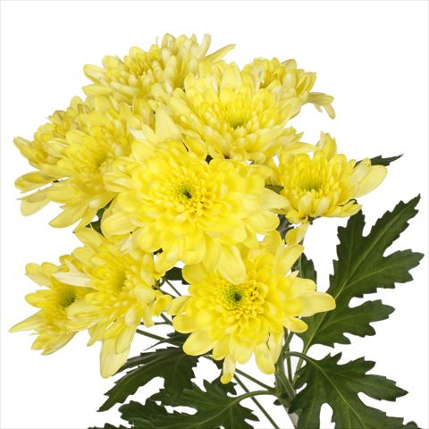 Photo de variété de fleurs à utiliser comme: Pot et Plante à massif Chrysanthemum Milano Yellow