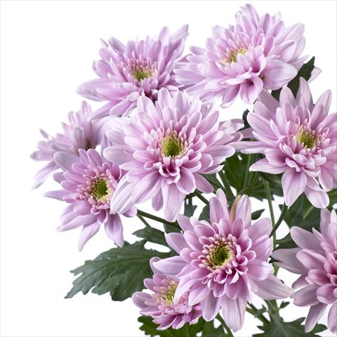 Photo de variété de fleurs à utiliser comme: Pot et Plante à massif Chrysanthemum Milano