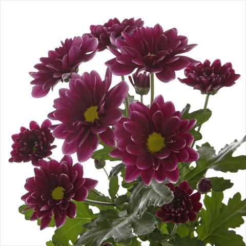 Photo de variété de fleurs à utiliser comme: Pot et Plante à massif Chrysanthemum Orinoco Dark