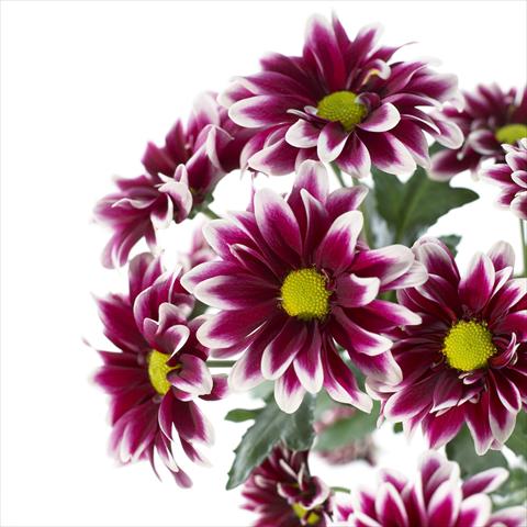 Photo de variété de fleurs à utiliser comme: Pot et Plante à massif Chrysanthemum Orinoco