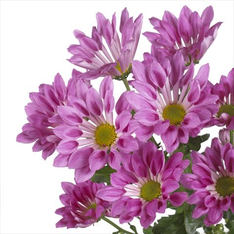 Photo de variété de fleurs à utiliser comme: Pot et Plante à massif Chrysanthemum Rambla