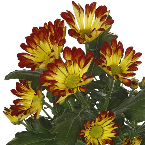 Photo de variété de fleurs à utiliser comme: Pot et Plante à massif Chrysanthemum Roma Dark