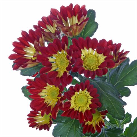 Photo de variété de fleurs à utiliser comme: Pot et Plante à massif Chrysanthemum Roma Red