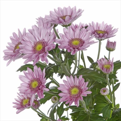 Photo de variété de fleurs à utiliser comme: Pot et Plante à massif Chrysanthemum Samos Dark