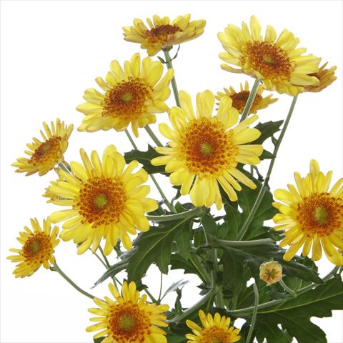 Photo de variété de fleurs à utiliser comme: Pot et Plante à massif Chrysanthemum Samos Yellow