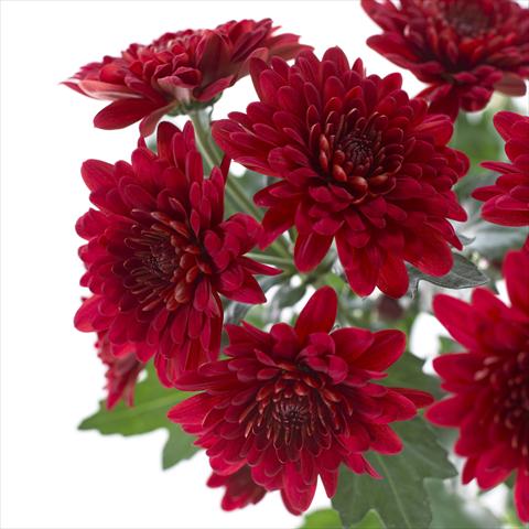Photo de variété de fleurs à utiliser comme: Pot et Plante à massif Chrysanthemum Sienna