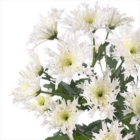 Photo de variété de fleurs à utiliser comme: Pot et Plante à massif Chrysanthemum Spinelli