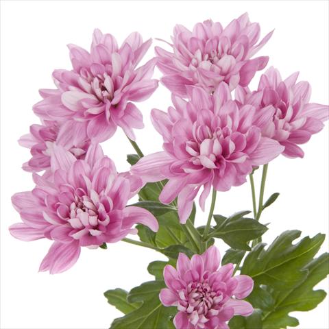 Photo de variété de fleurs à utiliser comme: Pot et Plante à massif Chrysanthemum Taormina Splendid