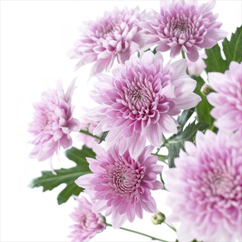 Photo de variété de fleurs à utiliser comme: Pot et Plante à massif Chrysanthemum Venice