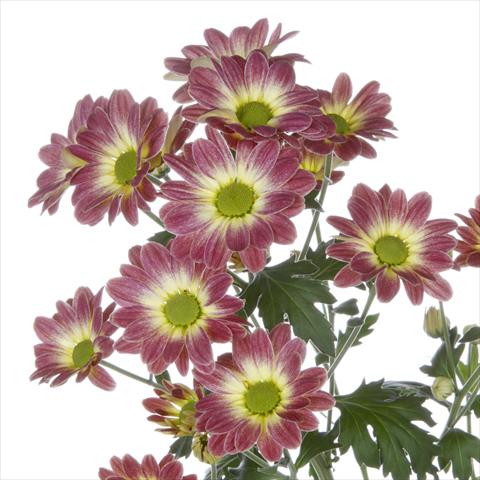 Photo de variété de fleurs à utiliser comme: Pot et Plante à massif Chrysanthemum Vulcano Dark