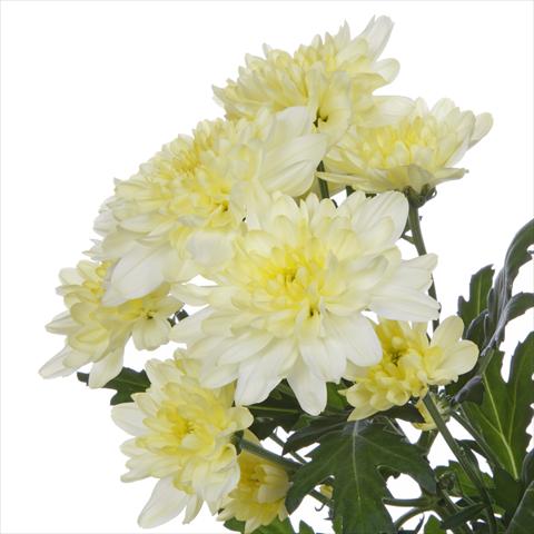 Photo de variété de fleurs à utiliser comme: Pot et Plante à massif Chrysanthemum Zembla Cream
