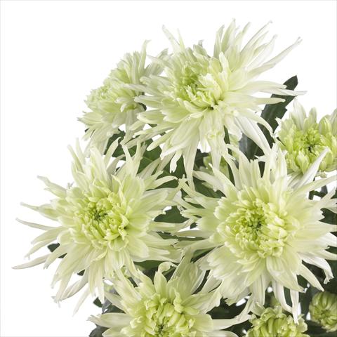 Photo de variété de fleurs à utiliser comme: Pot et Plante à massif Chrysanthemum Zembla Funky