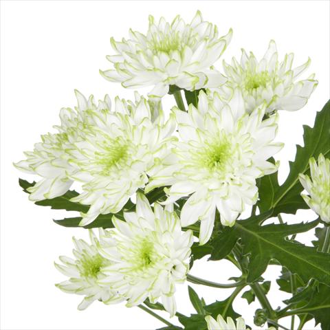 Photo de variété de fleurs à utiliser comme: Pot et Plante à massif Chrysanthemum Zembla Lime