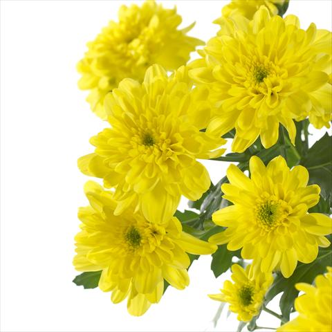 Photo de variété de fleurs à utiliser comme: Pot et Plante à massif Chrysanthemum Zembla Sunny