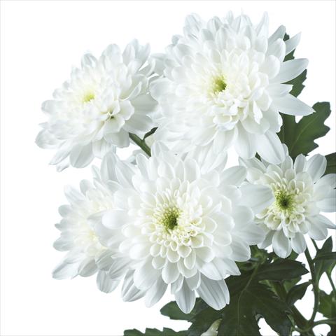 Photo de variété de fleurs à utiliser comme: Pot et Plante à massif Chrysanthemum Zembla White