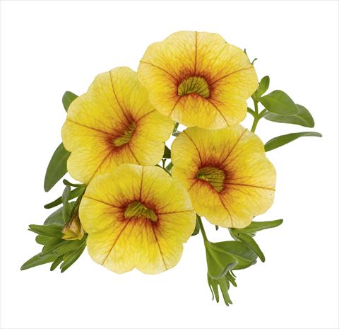 Photo de variété de fleurs à utiliser comme: Pot, patio, Suspension Calibrachoa RED FOX Aloha® Gold