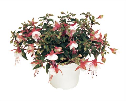 Photo de variété de fleurs à utiliser comme: Pot, Plante à massif, patio, Suspension Fuchsia RED FOX Arêtes Alwin