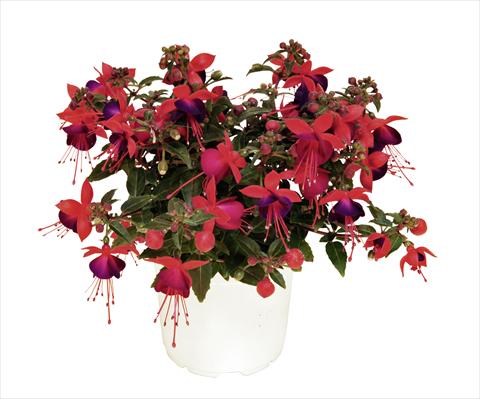 Photo de variété de fleurs à utiliser comme: Pot, Plante à massif, patio, Suspension Fuchsia RED FOX Arêtes Jollies Nantes