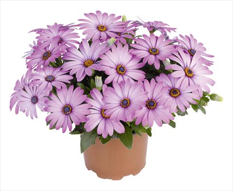 Photo de variété de fleurs à utiliser comme: Pot et Plante à massif Osteospermum RED FOX Swing Lavender
