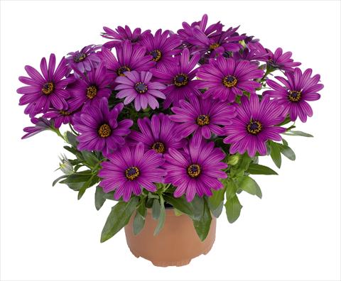Photo de variété de fleurs à utiliser comme: Pot et Plante à massif Osteospermum RED FOX Swing Purple