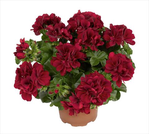 Photo de variété de fleurs à utiliser comme: Pot, Plante à massif, patio Pelargonium peltatum RED FOX Atlantic Red Velvet