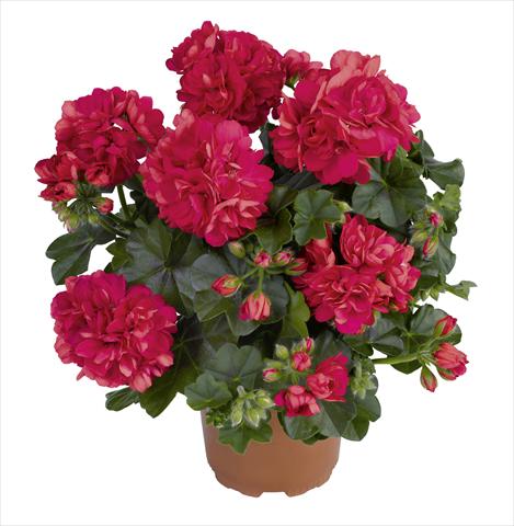 Photo de variété de fleurs à utiliser comme: Pot, Plante à massif, patio Pelargonium peltatum RED FOX Pacific Salmon Red