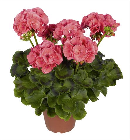 Photo de variété de fleurs à utiliser comme: Pot, Plante à massif, patio Pelargonium zonale RED FOX Survivor Salmon Pink