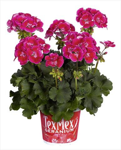 Photo de variété de fleurs à utiliser comme: Pot, Plante à massif, patio Pelargonium zonale RED FOX Tex Mex Fire