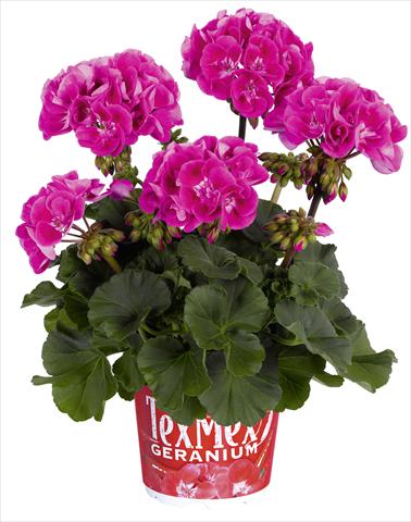Photo de variété de fleurs à utiliser comme: Pot, Plante à massif, patio Pelargonium zonale RED FOX Tex Mex Hot Pink