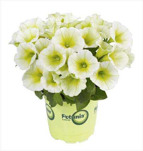 Photo de variété de fleurs à utiliser comme: Pot, Plante à massif, patio Petunia RED FOX Potunia® Lemon Drop
